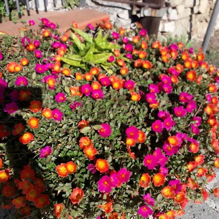 Nido Sul Mare Alojamento de Acomodação e Pequeno-almoço 3*