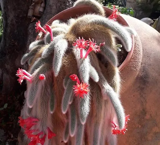 Nido Sul Mare Alojamento de Acomodação e Pequeno-almoço