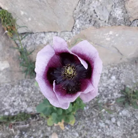 Nido Sul Mare Bed & Breakfast 3*