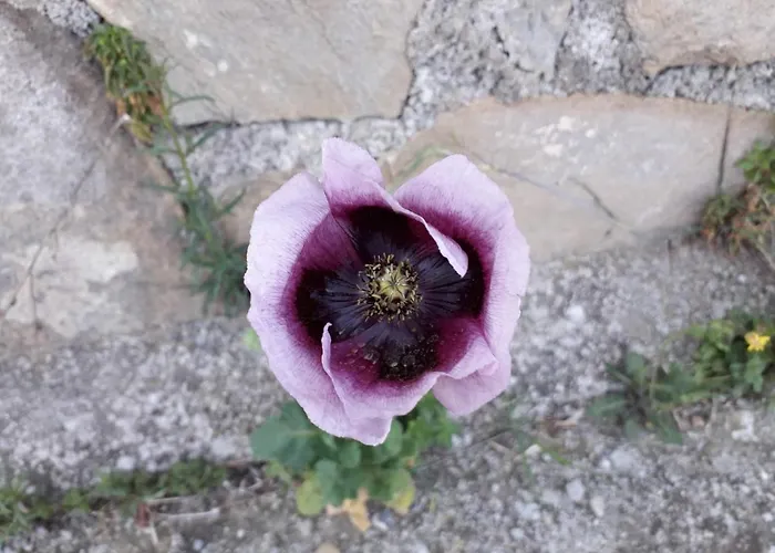 Nido Sul Mare Frühstückspension 3*